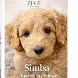 Prince Simba - Apricot male Goldendoodle puppy in Bountiful, Utah from PJs Puppy Love