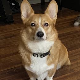 American Corgis from Montgomery Corgis