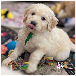 REMI - F1 English Goldendoodle - OFA-Genetics-2 Year Warranty. Apple Creek Doodles - Since 2004. - Cream male Goldendoodle puppy in Jeddo, Michigan from Apple Creek Doodles