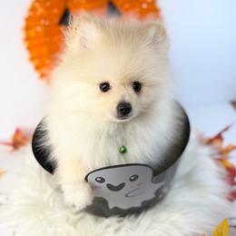 Messi - Cream male Pomeranian puppy in Los Angeles, Santa Clarita, California from LT_Poms