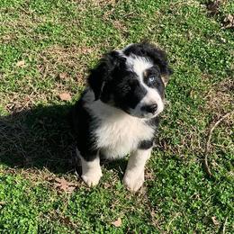 Australian Shepherd Puppies from IQ Farms Australian Shepherds