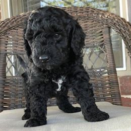 Doodle Acres breeder of Goldendoodle