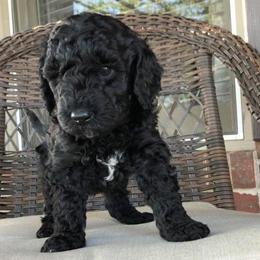 Doodle Acres breeder of Goldendoodle