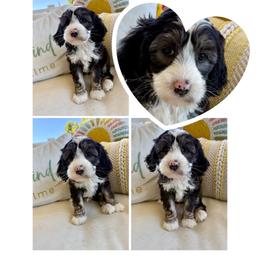 Black Forest - Black and chalk male Australian Labradoodle puppy in Sacramento, California from Delta Breeze Labradoodles