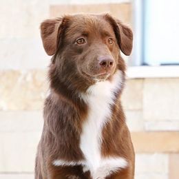 Olive 🫒 - Australian Shepherd