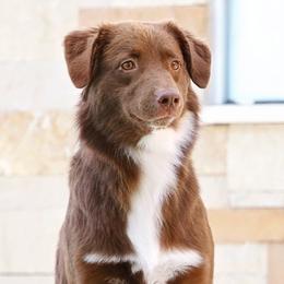 Olive 🫒 - Australian Shepherd