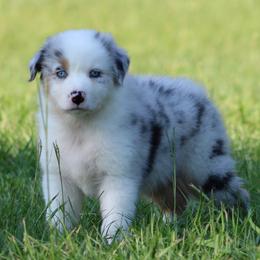 Blue Merle Male 1 - Blue merle male Australian Shepherd puppy in Northport, Alabama from Sipsey River Australian Shepherds