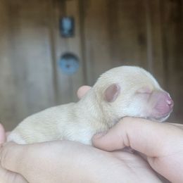 SunRise - Cream male Schipperke puppy in Randsburg, California from Schipperke Ranch