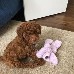 Cavachon and Cavapoo Puppies from Sweet Doodles and Poos