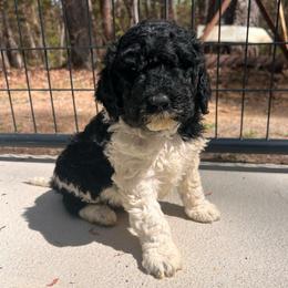 Blackjack - Parti male Goldendoodle puppy in Nathalie, Virginia from Deez Doodles