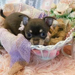 Chihuahua Puppies from Fine Whines & Lickers