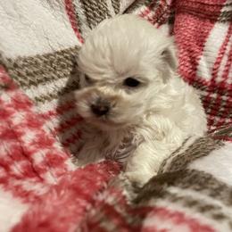 Styles - White male Morkie puppy in Taylorsville, North Carolina from Mountain Top Hot Tailz