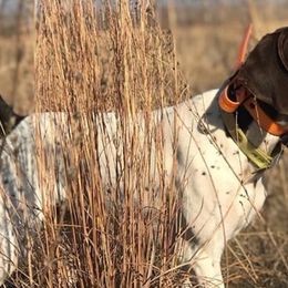 German Shorthaired Pointers from Autumn Prairie Kennel