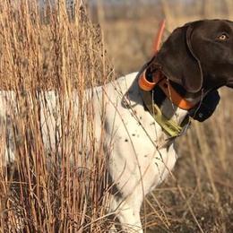 German Shorthaired Pointers from Autumn Prairie Kennel