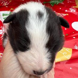 Gloria - Black and white female Shetland Sheepdog puppy in Kerville, Texas from Cedar Hill Kennels