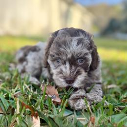 Annie Armstrong - Merle female Cockapoo puppy in Tallahassee, Florida from Panhandle Pups