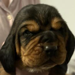 Boy 2 blue - Black white and tan male Basset Hound puppy in Columbus, Ohio from Olveras Hound of Ohio