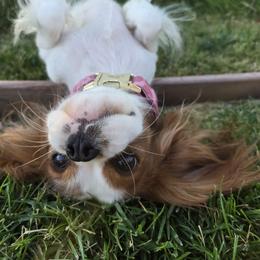 Evie - Cavalier King Charles Spaniel