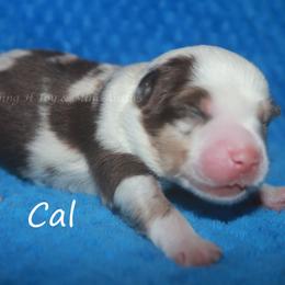 Cal - Red merle male Miniature Australian Shepherd puppy in Godley, Texas from Flying H Toy and Mini Aussies