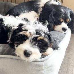 Savannah - Tri-color female Cavapoo puppy in Saratoga Springs, Utah from Joyler Puppies