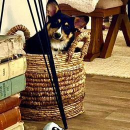 Pembroke Welsh Corgi Puppies from Diamond H Ranch Pembroke Welsh Corgis