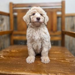 Fennel - Cream male Aussiedoodle puppy in Centreville, Mississippi from Trin's Designer Doodles