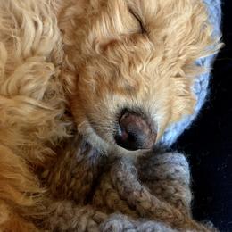 Goldendoodle Puppies from Lundee Doodles
