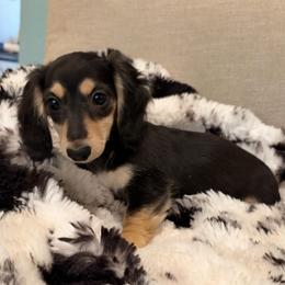 Nutmeg - Black and cream female Dachshund puppy in Cutler Bay, Florida from Dadecounty’s Dachshunds
