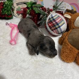 Silky dapple female - Dapple female Dachshund puppy in Pleasant Plains, Arkansas from JGBs Dachshunds