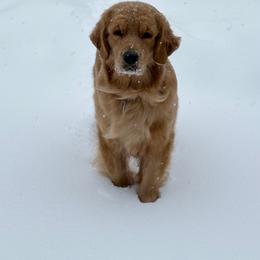 Storm - Golden Retriever