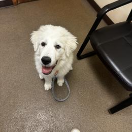 Great Pyrenees Puppies from Outlaw Acres Farm & Kennels