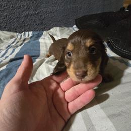 Boy 4 - Chocolate and tan male Dachshund puppy in Jackson's Gap, Alabama from Lake Martin Doxies