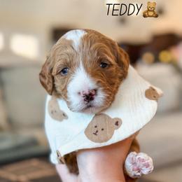 Teddy - Red  male Goldendoodle puppy in New Harmony, Indiana from Cottonwood Farms