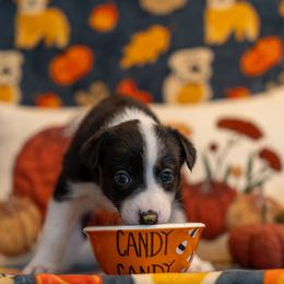 Border Collie, Papillon, Sporty Mix, and Whippet Puppies from Old Hemp Border Collies / Open Horizon Sport Dogs