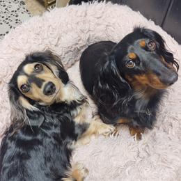 Gypsy - Dachshund