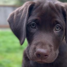 Labrador Retrievers from Breanna Rieland LaBounty