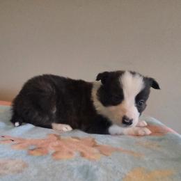 Brody - Brindle male Border Collie puppy in Gary, Indiana from Lake Ridge Border Collies