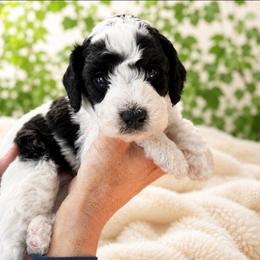 Toby - Tri-color male Cavapoo puppy in Underwood, Minnesota from Tru Cuddle Pups