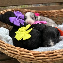 Aussiedoodle and Bernedoodle Puppies from Hickory Hideaway Doodles
