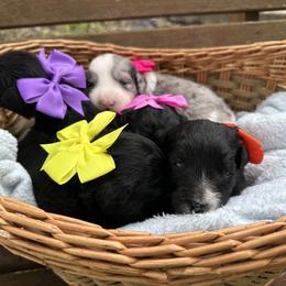 Aussiedoodle and Bernedoodle Puppies from Hickory Hideaway Doodles