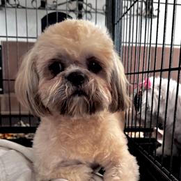 Kevin - Brindle male Shih Tzu puppy in Victorville, California from RUMBLE n TUMBLE