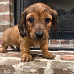 Coco - Red male Dachshund puppy in Opelousas, Louisiana from Southern Bloom Dachshunds