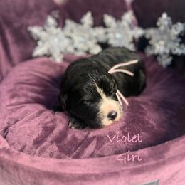 Violet - female Golden Mountain Doodle puppy in Rockville, Minnesota from Bracha Poodles & Doodles