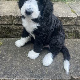 Bernedoodle Puppies from Lovey Dovey Bernedoodles