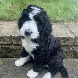 Bernedoodle Puppies from Lovey Dovey Bernedoodles