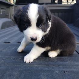 Black and white male 2 - Black and white male Border Collie puppy in Alabama from Manor Farms Border Collies