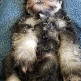 Miniature Schnauzers from HuntRidge