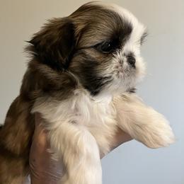 Boy one - Brindle and white male Shih Tzu puppy in Fountain, Florida from Simply Shih Tzu