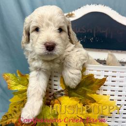 Hushpuppy - Caramel cream male Labradoodle puppy in Bowman, Georgia from Companion Creek Farm