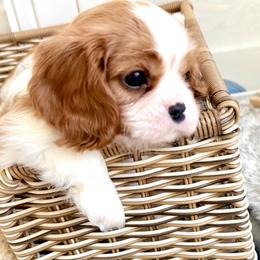 Cavalier King Charles Spaniel Puppies from Hill country cavaliers